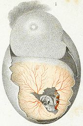 Embryogenesis: Aristotle saw the chick embryo's heart beating. 19th century drawing by Peter Panum Panum Bird's egg dissected to show embryo within.jpg