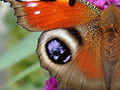 Tagpfauenauge, Flügel; European Peacock, Wing