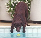 Buddy reaching for a ball in the pool in 1998