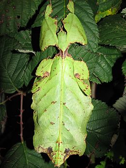 Kifejlett Phyllium (Pulchriphyllium) giganteum nőstény