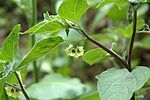 Miniatura para Physalis coztomatl