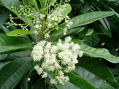 Pimenta dioica, flowers