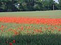 Poppy field at Fornham St Genevieve (2003)