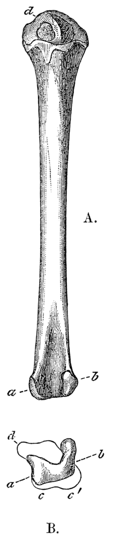 Quarterly Journal of the Geological Society of London, vol. 26 no. 4 fig. 2.png