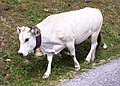 Vache de race piémontaise en alpage du côté de Castelmagno