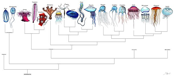 Radiata diversity