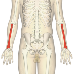 Radius - anterior view2.png