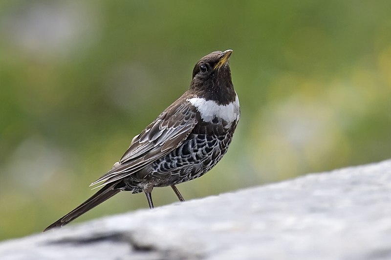 Ficheiro:Ring Ouzel.jpg