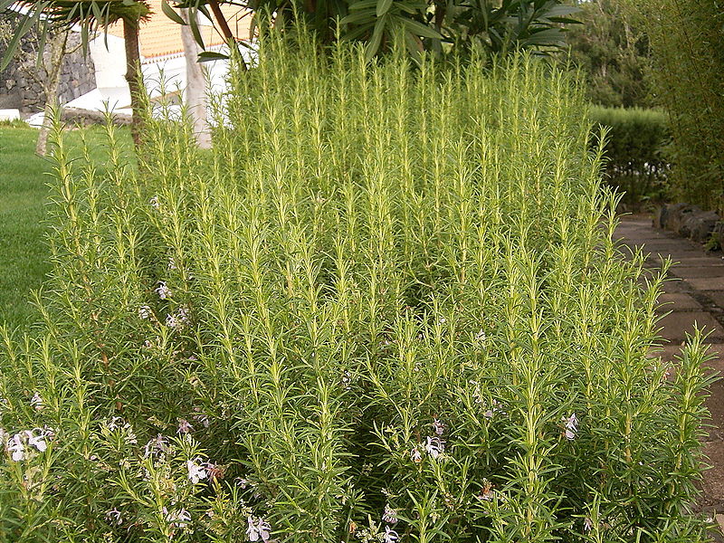 File:Rosmarinus officinalis (Barlovento) 01.jpg