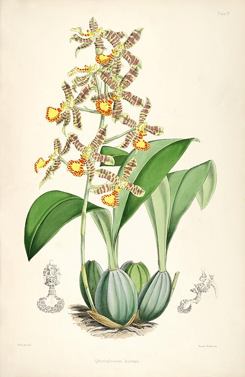 Odontoglossum Insleayii.