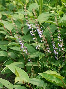 Salvia japonica akinotamurasu01.jpg