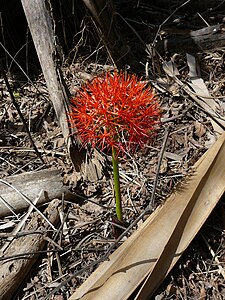 Bollilja (S. multiflorus)