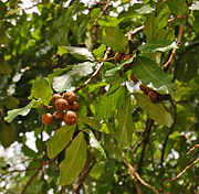 Schleichera oleosa (Kusum)