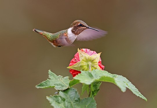 Original – Scintillant hummingbird (Selasphorus scintilla) female feeding on Abutilon sp. In the Mount Totumas cloud forest, Panama; 1 of 3