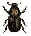 Scolytus multistriatus