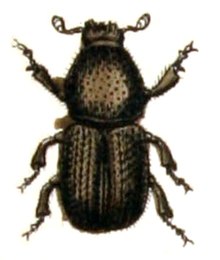 Scolytus.multistriatus.-.calwer.30.05.jpg