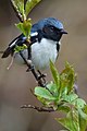 Une Paruline bleue non loin du préau.