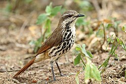 Madende madoadoa Cichladusa guttata