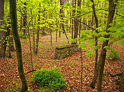 Isolated stone wall in the woods in Delaware Township, within the Delaware Water Gap National Recreation Area