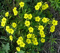 Oxalis pes-caprae (a espécie de Oxalidaceae mais comum nas regiões temperadas).