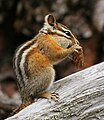 Le Tamia mineur (Tamias minimus) a aussi sur le dos 5 rayures brunes, mais il est beaucoup plus petit que le Tamia de Sibérie.