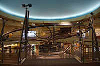 館內展示的巨大梨樹標本
