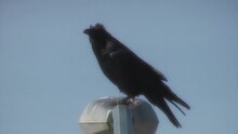 File:Two Ravens Talking Mar 10 2012.ogv