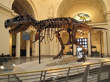 Tyrannosaurus rex "Sue" displayed at...