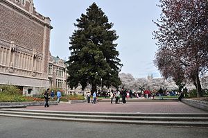 Цветущая сакура Вашингтонского университета в 2014 - 01 (13347862214) .jpg