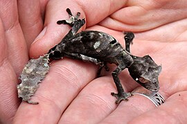 Uroplatus phantasticus