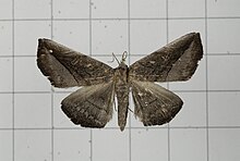 Is a genus of the moths