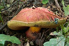 Boletus spinarii