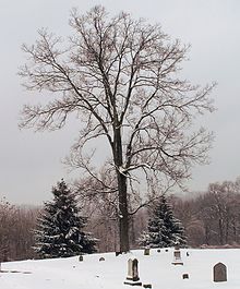 Wesleyan Cemetery in Cincinnati, Hamilton County
