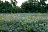 Wildflowers on Blackland Prairie.jpg