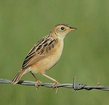 Wing-snapping Cisticola (Cisticola ayresii).jpg