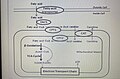 03:41, 4 Арванхоёрдугаар сар 2023-н байдлаарх хувилбарын жижиг хувилбар