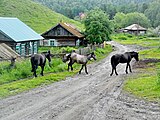 Rue Gornaïa avec des chevaux.