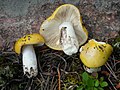 Russula claroflava