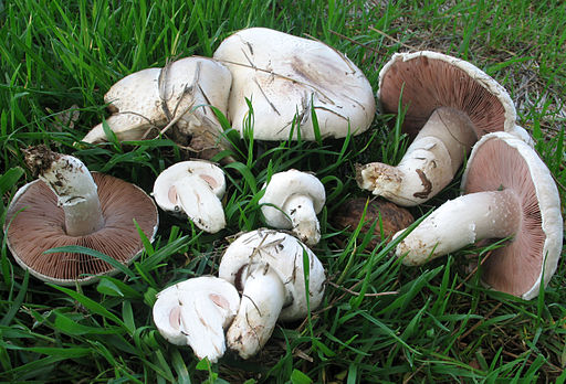 2012-02-13 Agaricus campestris L 199587