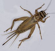 House cricket