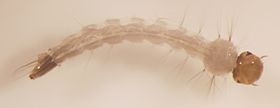 Larva de Aedes aegypti