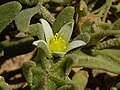 Il raro Aizoon hispanicum, con areale dalle Canarie a Creta, è presente in Italia solo in poche località della Calabria