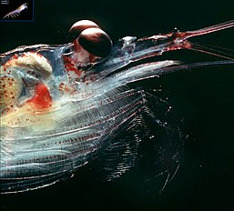 Antarctic krill - head<br/>Euphausia superba