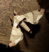 Apatelodidae (Apatelodes pandarioides)