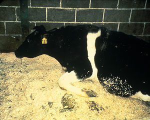 Classic image of a cow with BSE. A feature of ...