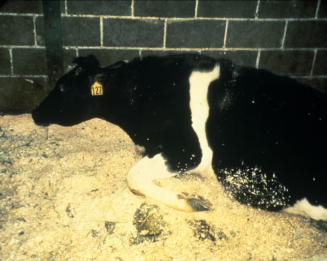 A cow is seemingly kneeling in a pile of animal bedding, with piles of bedding pushed to the side suggesting that the animal has failed to stand up