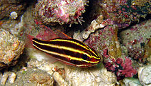 Apogon nigrofasciatus2.jpg