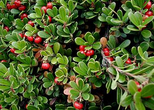 Hede-Melbærris (Arctostaphylos uva-ursi)med bær i det nordøstlige Island.