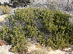 Miniatura para Arctostaphylos pungens