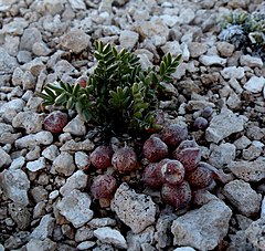 Astragalus montii[англ.]